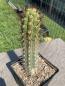 Preview: Trichocereus chilensis